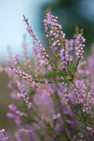 Close up from heath in natureの写真素材