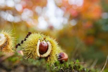 Chestnut in husk in autumn forestの写真素材
