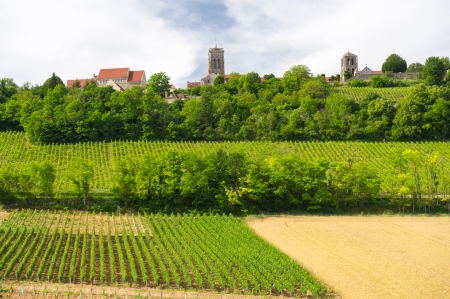 Vineyards against the hill in French Burgundyの写真素材