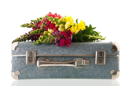 Bouquet dragon flowers on vintage suitcase isolated over white backgroundの写真素材