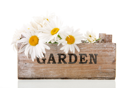 White daisies in wooden garden crate isolated in vaseの写真素材