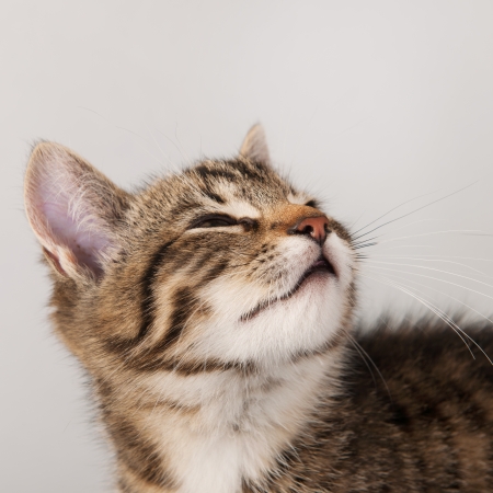Portrait of little striped cat on gray の写真素材
