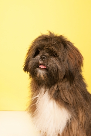 Portrait Laso Apso in frint of yellow backgroundの写真素材