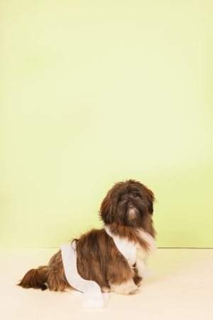Dog with bandage from the veterinairの写真素材