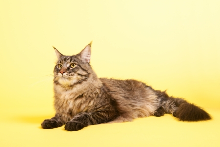 Portrait pedigree Maine Coon cat on pastel color yellowの写真素材