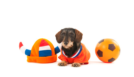 Wire haired dachshund as Dutch soccer sports fan with ball isolated over white backgroundの写真素材