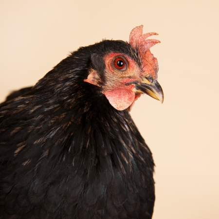 Black Chabo chicken in studio on cream background
