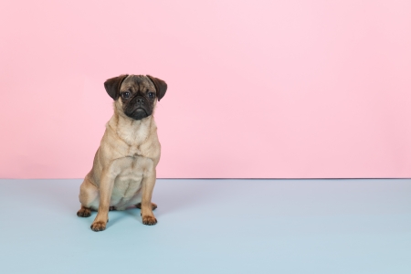Little puppy pug on blue and pink backgroundの写真素材