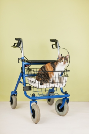 Blue walker with food bowl for pets used by old people with animals at homeの写真素材
