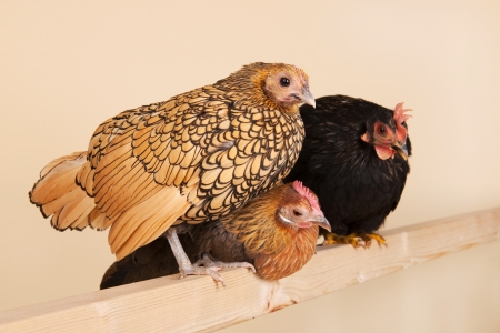 Three different chicken on stick in studioの写真素材