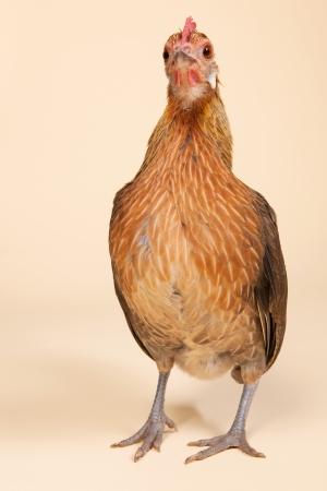 Serama chicken in studio on cream background