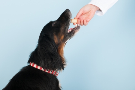 Vet is giving a reward to the brave dog