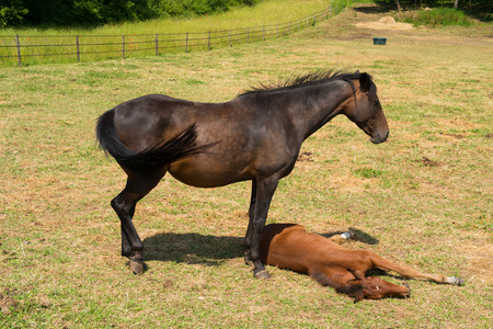 Brown horse with foal in meadowsの写真素材