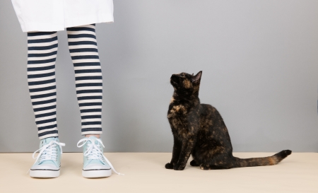 Tortoiseshell cat sitting in studio and looking up for foodの写真素材