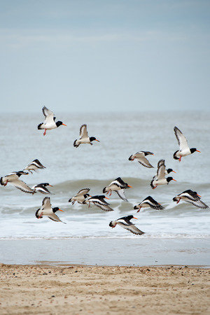 Flying Eurasian Oystercatchers at the coastの写真素材