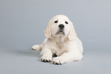 Puppy Golden Retreiver on gray background