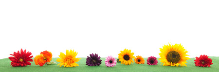 Row colorful flowers on green grassの写真素材