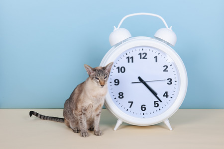 Siamese cat sitting next to alarm clockの写真素材