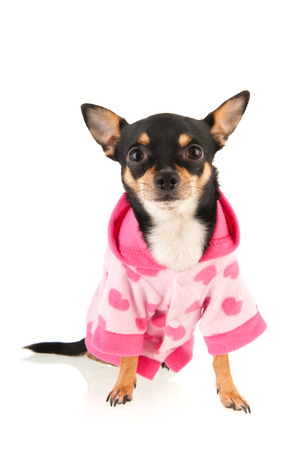 Chihuahua standing isolated over white backgroundの写真素材