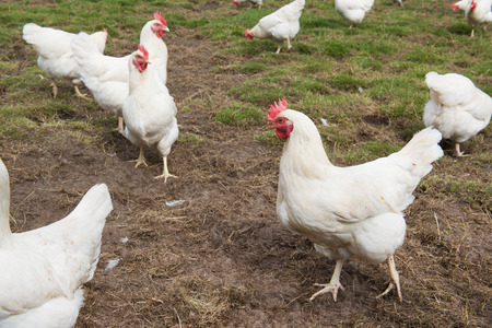 Several white chicken walking in the grass