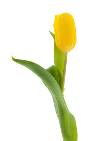 Single yellow tulip isolated over white の写真素材