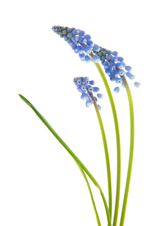 Blue grape hyacinths isolated over white backgroundの写真素材