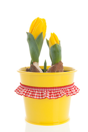 Yellow tulips in flower pot in spring isolated over white backgroundの写真素材