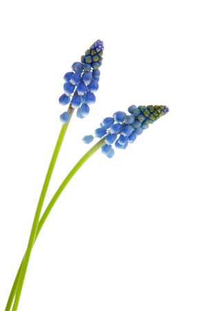 Blue grape hyacinths isolated over white backgroundの写真素材