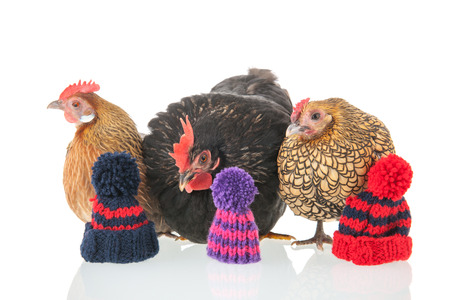 Bantam chickens with warm winter clothes isolated over white backgroundの写真素材
