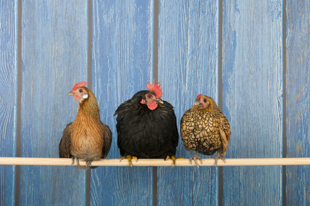 Row chickens in blue henhouse on stick
