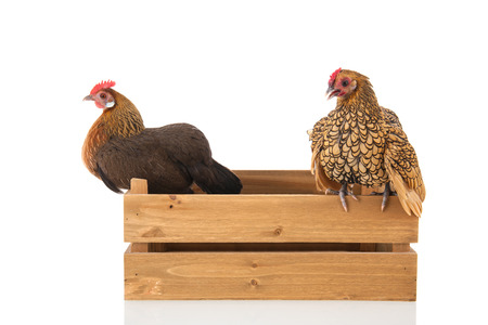 Bantam chickens on wooden crate isolated over white backgroundの写真素材