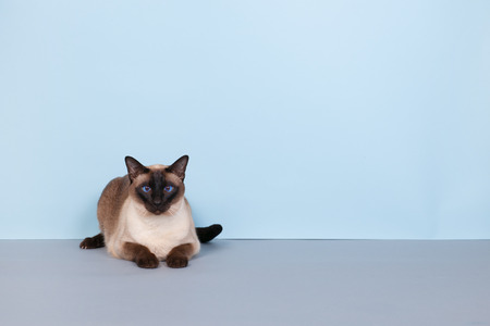 Seal point Siamese cat with blue eyes on gray backgroundの写真素材