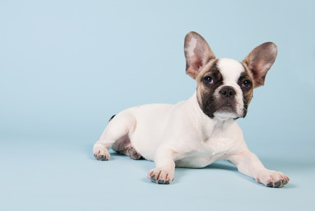 French bulldog puppy in studio on pastel color blue backgroundの写真素材