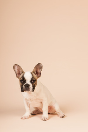 French bulldog puppy in studio on pastel color beige backgroundの写真素材