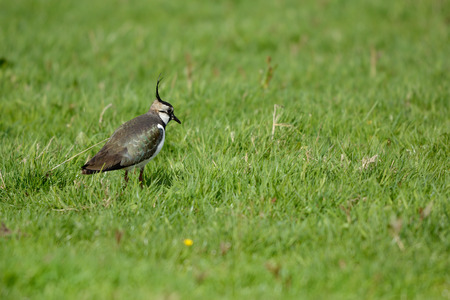 Northern Lapwing walking in grass