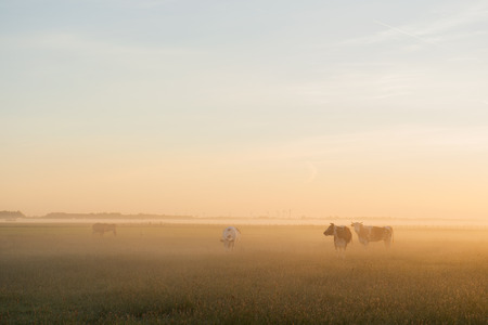 Some cows standing in the morning at sunrise
