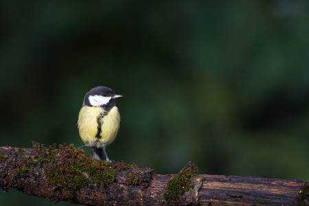 Great tit on tree branchの写真素材
