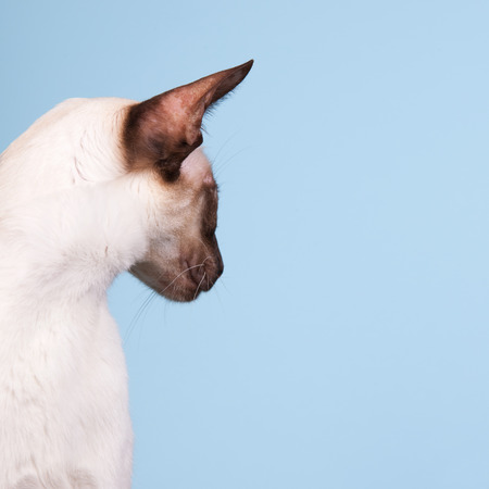 Seal point Siamese cat with copy space on blue backgroundの写真素材