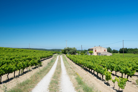 Vineyard in France Provenceの写真素材