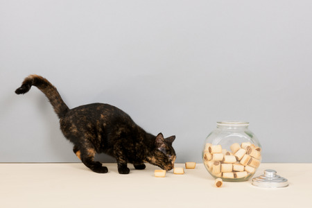 Tortoiseshell cat with bowl cookies in studioの写真素材