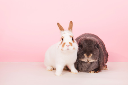 White rabbit and French lop together on pink backgroundの写真素材