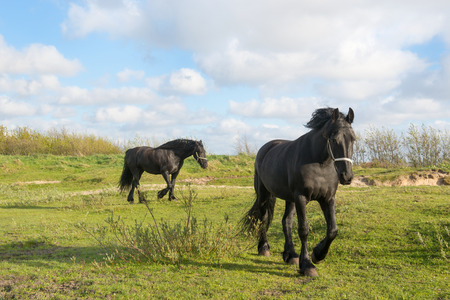 Frisian Horses in Dutch Frieslandの写真素材