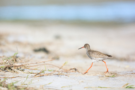 common redshank at wadden island Terschelling in the Netherlandsの写真素材