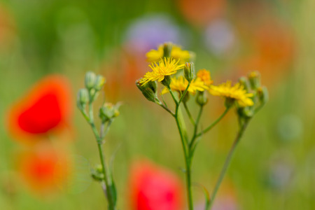 Asteraceae or Compositae in natureの写真素材