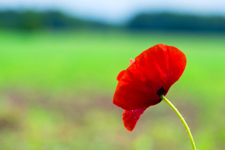 Red poppy in the fieldsの写真素材