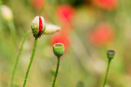 bud from red poppy in the fieldsの写真素材