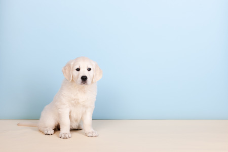 Puppy Golden Retreiver on blue background