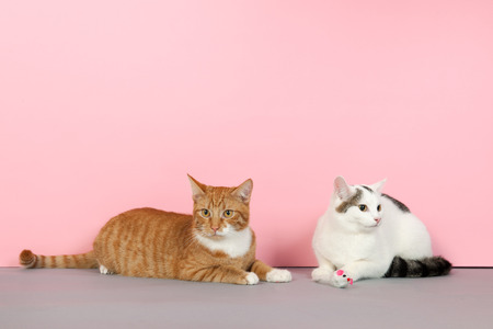 Red tabby and black and white cat are playing with mouse on pink backgroundの写真素材