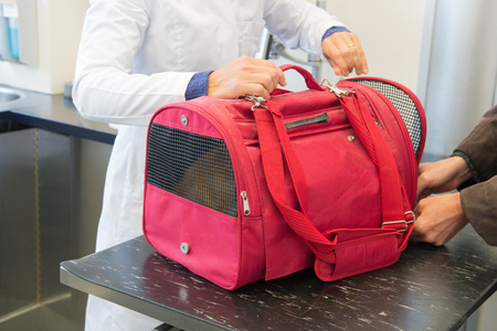 Veterinarian opening the red basket with catの写真素材