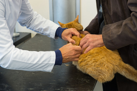 Veterinarian is having a medical examination by a cat for dehydration